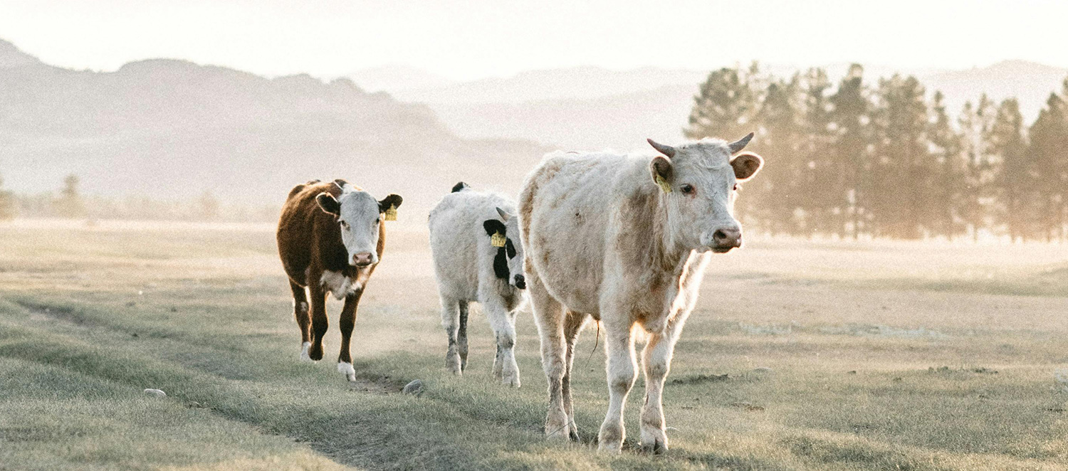 Farm and Ranch